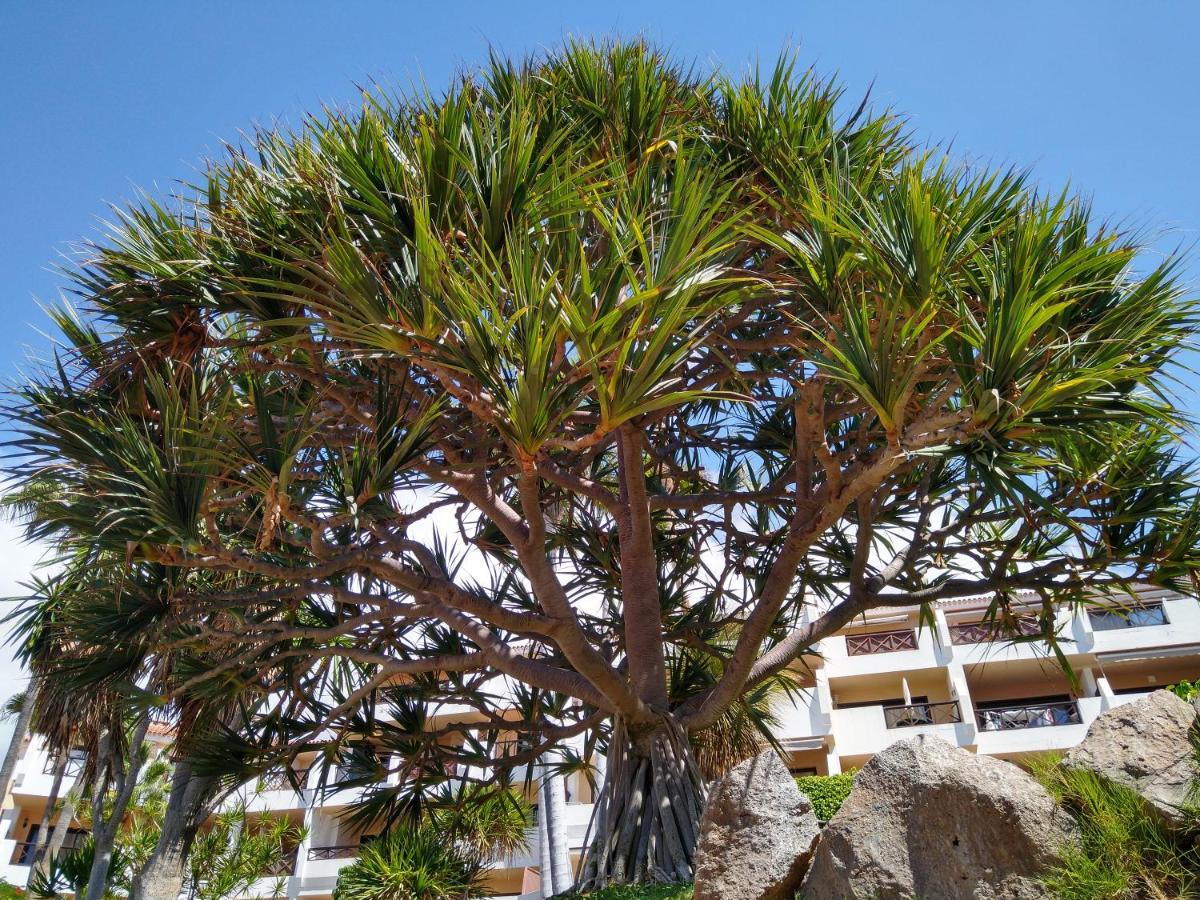 Forest Flat - Big Heated Pool, Terrace, Tv Channels, Golf Courses San Miguel de Abona Buitenkant foto